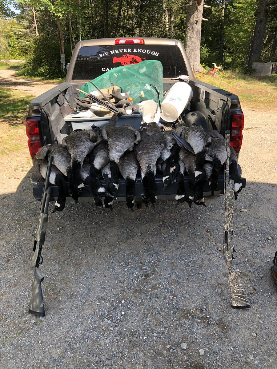 mainehuntfish's tweet photo. 20 birds this morning! https://t.co/QjNy8GF21v