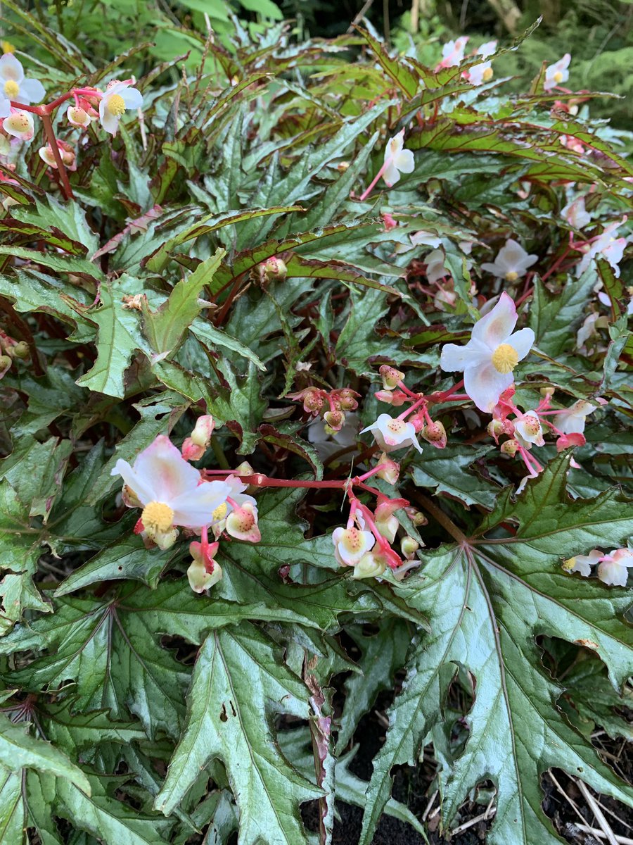 A wonderful Begonia species proving to be hardy with us.
#holkerhall #lakedistrict #cumbria