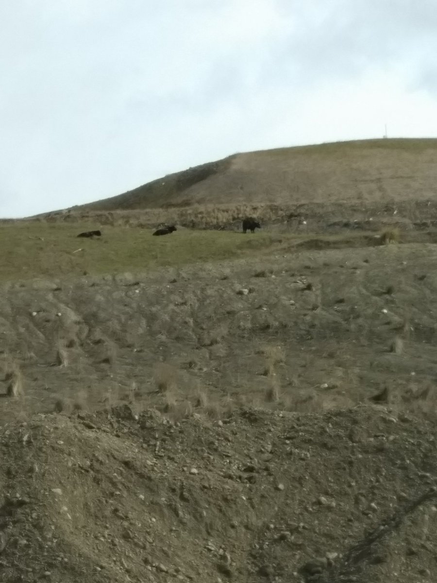 pbamir's tweet photo. Ejemplo de minería sustentable vacunos pastando en botaderos reforestados de #minainvierno @MinaSomos @MinMineria_cl @3tacl @mineriachilena @ReporteMinero @fedeminerachile @Sonami_Chile @edumagallanico #puq @C1audioBravo #cop25chile https://t.co/6E3wnx0yIb
