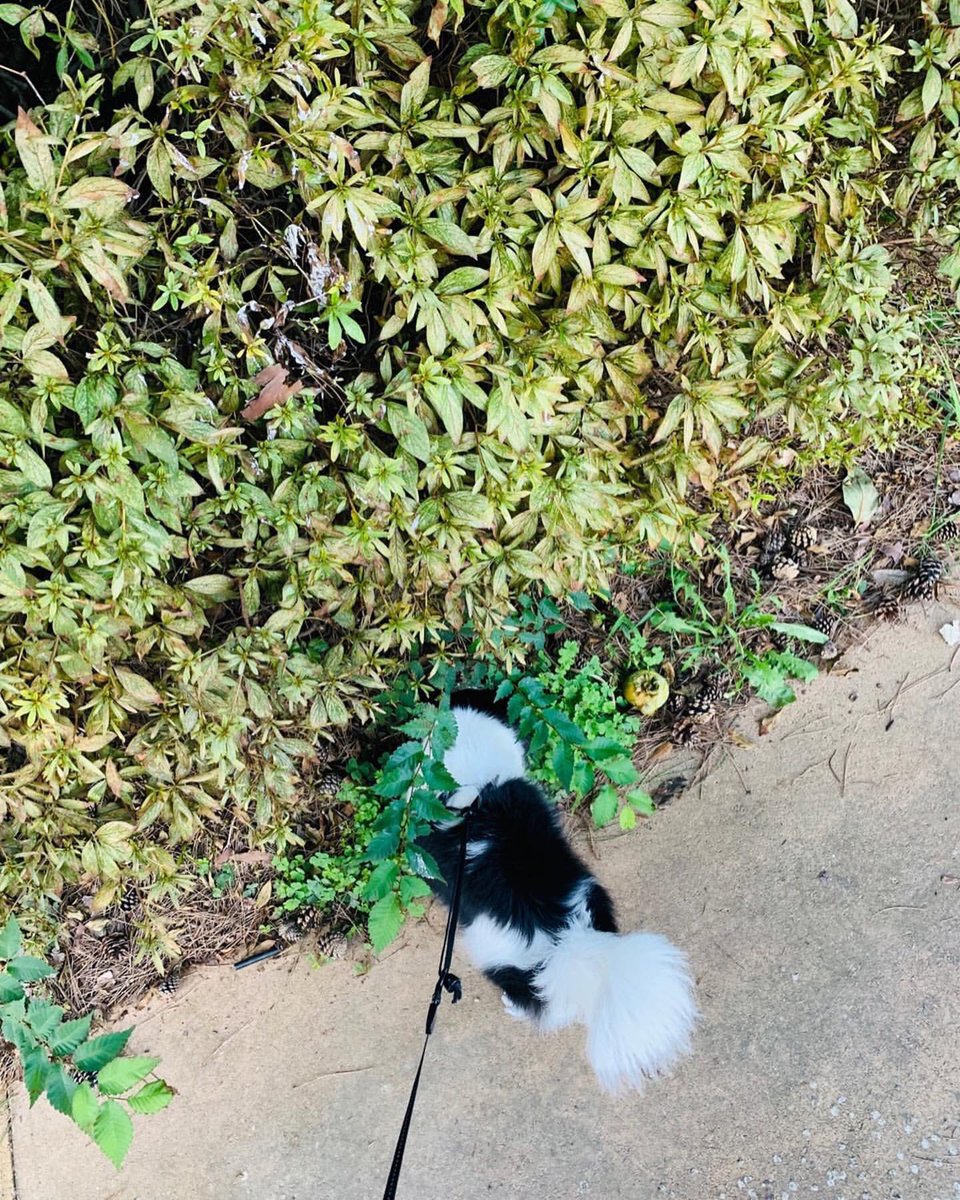 RYUUOFICIAL's tweet photo. ㅤㅤㅤ
        ━━ Vía Instagram ━━
             @.hwangryuu00

De paseo con Kkami, la chiquitina me va a ser abuelo. 하하하 https://t.co/btZWaaXiBQ
