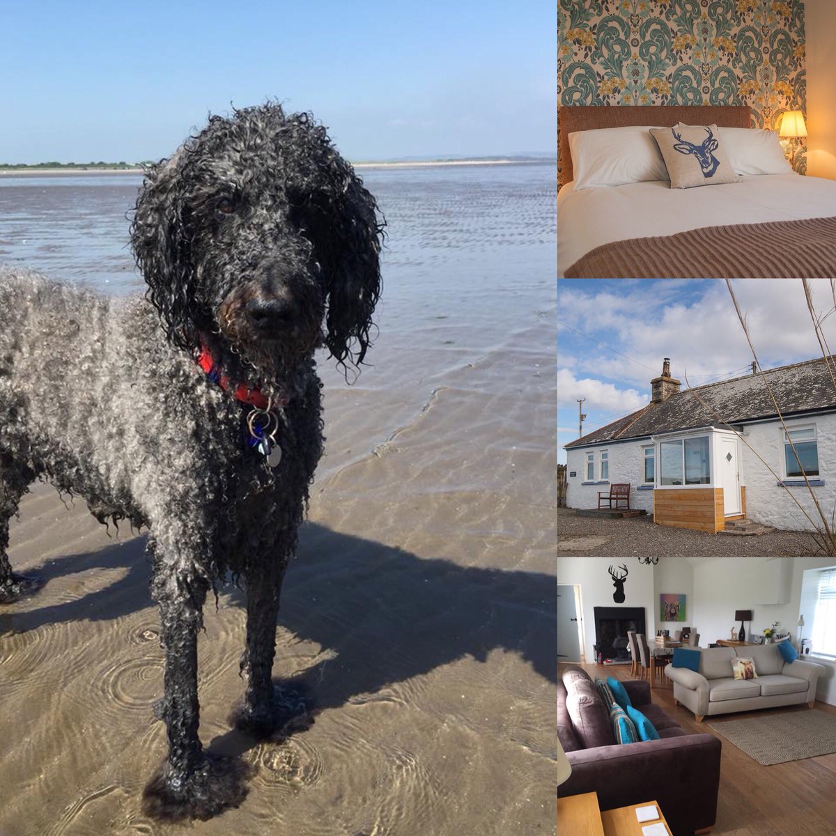Looking for that pawfect hound-friendly break?

Check out the fabulous #dogfriendly @Kirklauchline holiday cottage in #SWScotland, near #Portpatrick - the perfect place to relax &amp; escape from it all!

dotty4paws.co.uk/businesses/lis… …

#womaninbiz