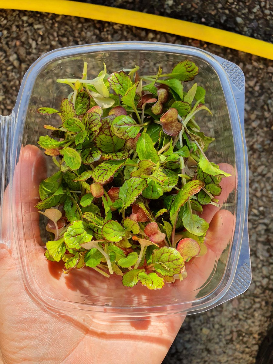 Seed To Feed tweet media