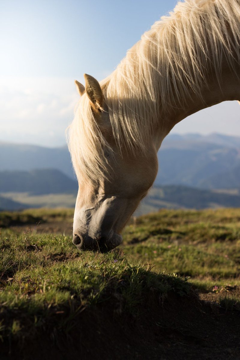 tooelevalley's tweet photo. 🐎
The vast, open terrain of Tooele County has been home to wild horses for generations. Their power and majesty can be observed while venturing into the county’s outback around the Onaqui and Cedar Mountain Herd Management Areas.
🐎
#somuchsoclose #Tooelevalley #horses https://t.co/ViWwr0Xspb