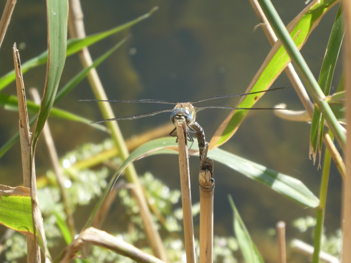 simonhoustoun's tweet photo. Today on a beautiful day, I was pulling Parrot’s feather from water courses on Wade Marsh, with @KentishStourCP volunteers. Saw many dragonflies including this magnificent #CommonHawker. https://t.co/m6wYR6xHrU