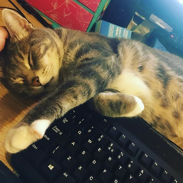 JustGeekingBy's tweet photo. Helping mummy work (or hindering depending on who you ask π) #workcat #freelancelife #freelancelifestyle #geekforthewin #geekwriter #cathelper #milolikestohelp #deskkitty https://t.co/7Oh3j2izft https://t.co/cpAHTxx7x4