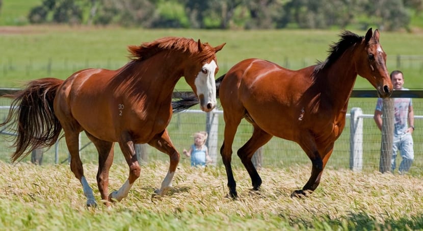 El casco y su mantenimiento - noticaballos.com/el-casco-y-su-… #caballos #animales #mascotas