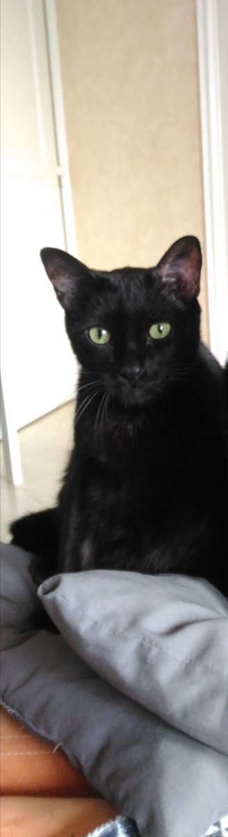 LyliJess's tweet photo. Mon chat, Milka, a disparu depuis 2 jours. À Francheville-Alaï(banlieue de Lyon), venez en DM si vous habitez par-là. Si vous n'êtes pas du coin, svp faites tourner. Il a 9ans, est hyper sociable, pas craintif. Il est pucé. Ah, il a la queue cassée. Merci !!! #chatdisparu https://t.co/K9oYuA8aIQ