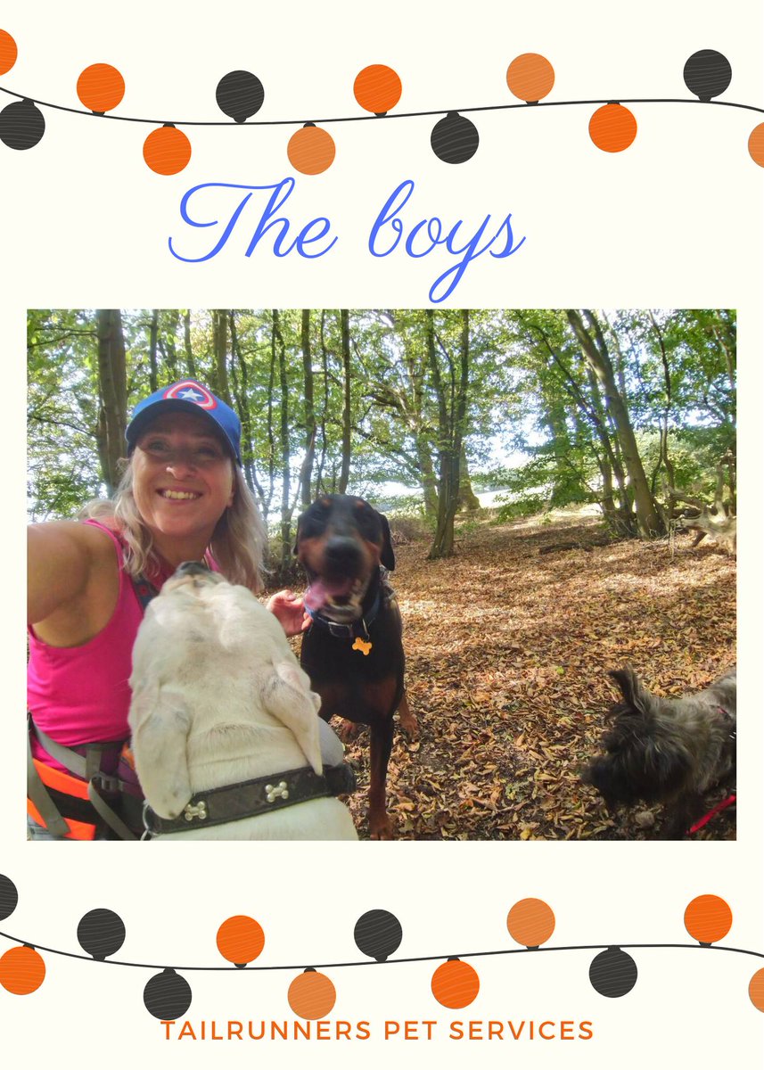 tailrunners's tweet photo. Love these boys so much 💙💙💙💙
___
#dogwalker #dogsrule #dogfriends #dogmum #rayleigh #hockley #doggydaycare  #lovedogs #adventure 
#puppy #love #Dog #dogs #rescuedog #doberman #dobermanpinscher #alfietherescue https://t.co/1Kevt2N4Mz