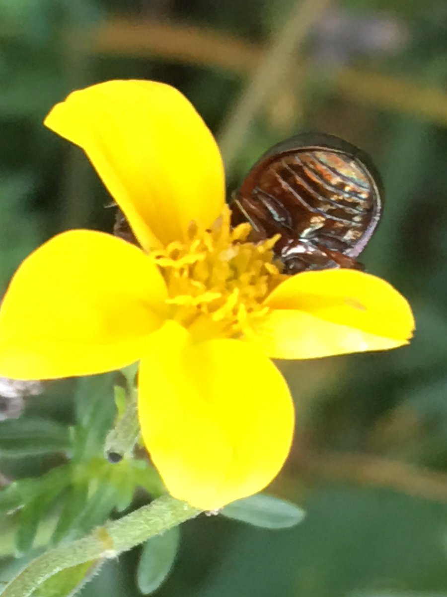 Sawitsnappedit's tweet photo. Wow! Look at this colourful metallic #Beetle he was bedding down for the night so the light wasn’t great. My book says Cereal beetle #BeetleID @BritishBugs @BroadGavin https://t.co/itwX7xyQmV