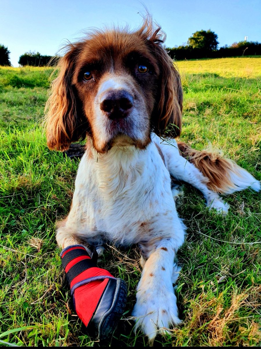 It is with broken hearts we announce the passing of Sir Harry. He passed away peacefully surrounded by the love of his family in the garden bathed in sunlight with a gentle breeze and the birds singing. #harryslegacy #liveyourlife #thedogintheredboot