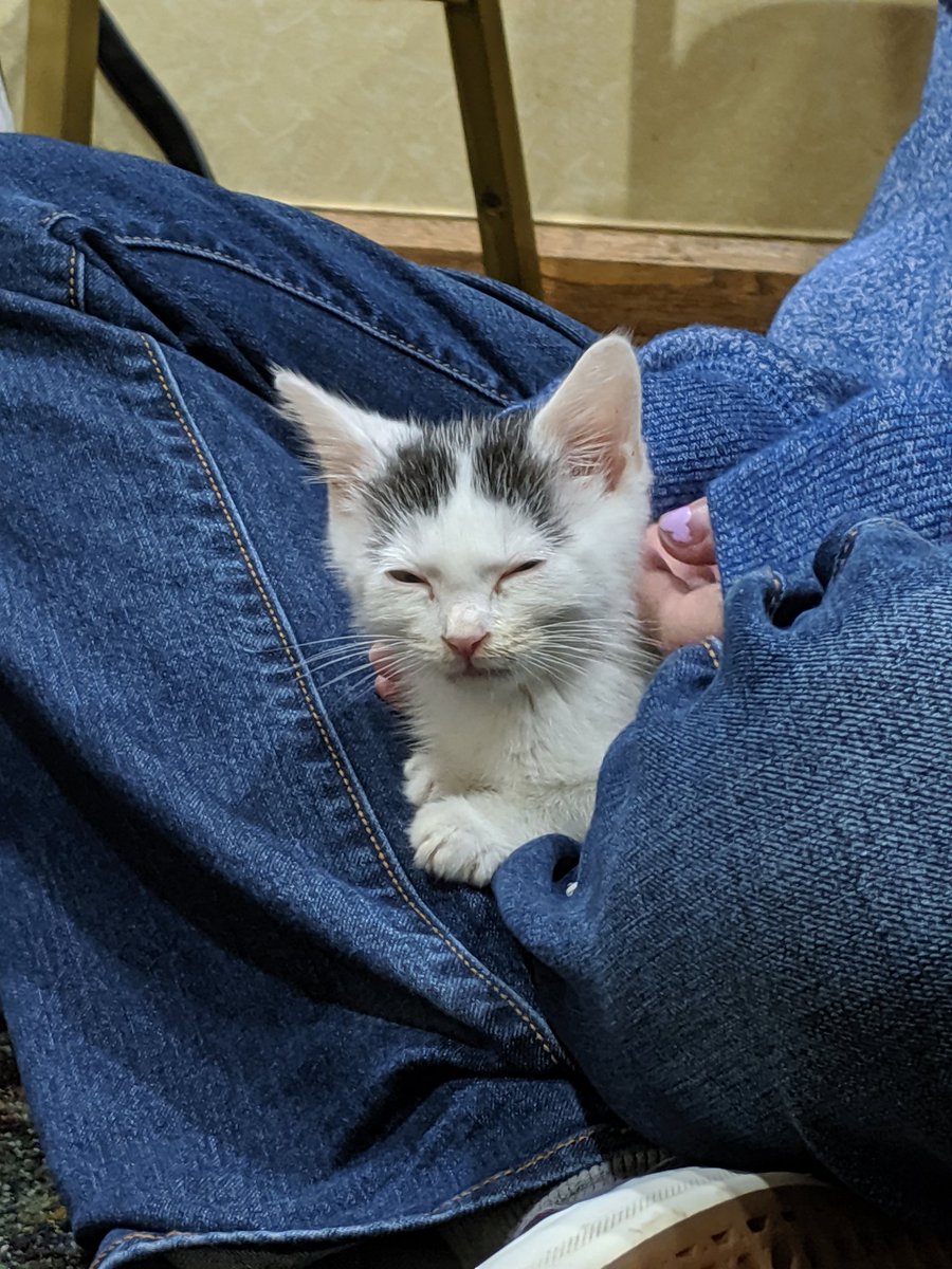 MelindaServen's tweet image. More cats of @CascadiaPHP #CascadiaPHP2019