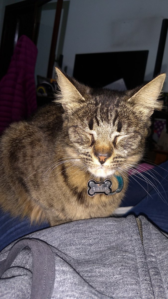 Fiamma_af's tweet photo. Hilo de fotos de mis gatos https://t.co/pxAGaOlLlN