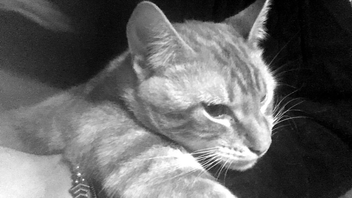 MelCabrera__'s tweet photo. Se perdió mi gato en la zona de la escuela Normal, Campana. Si alguien lo ve, o lo tiene o sabe algo, por favor avísenme 🙏🏻😔 https://t.co/oWO4LgwM1y