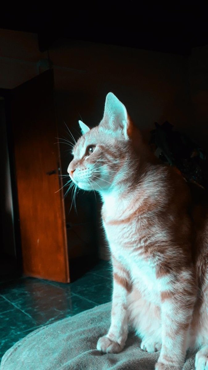 MelCabrera__'s tweet photo. Se perdió mi gato en la zona de la escuela Normal, Campana. Si alguien lo ve, o lo tiene o sabe algo, por favor avísenme 🙏🏻😔 https://t.co/oWO4LgwM1y