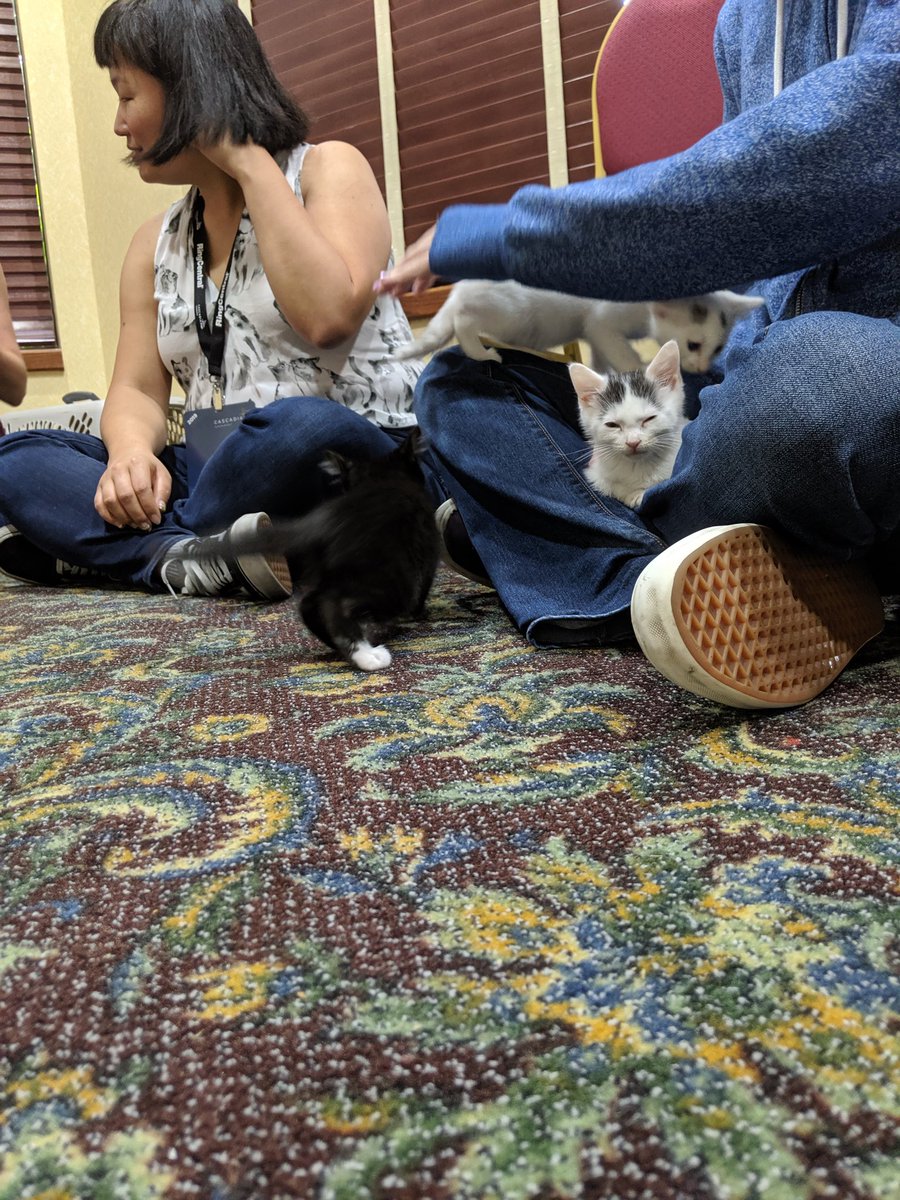 MelindaServen's tweet image. More cats of @CascadiaPHP #CascadiaPHP2019