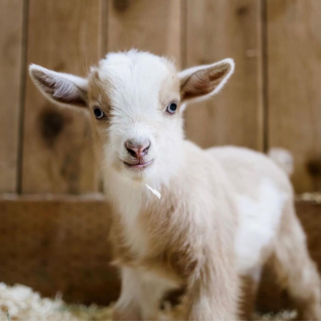 pet_monkey's tweet image. Feeling cute 😍🐐

📸@haitchchamp