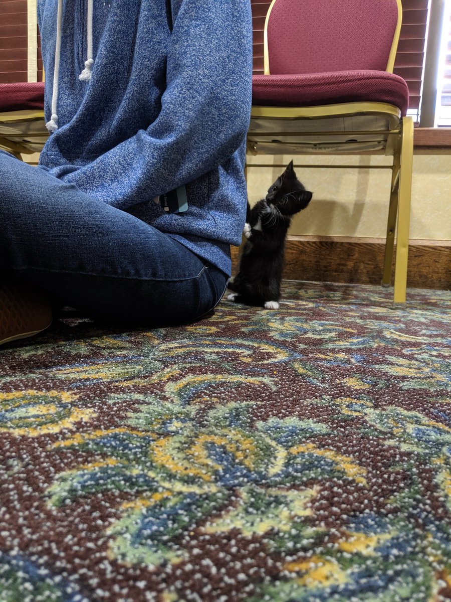MelindaServen's tweet image. More cats of @CascadiaPHP #CascadiaPHP2019