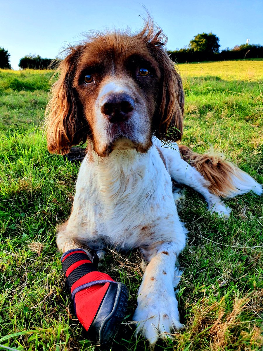 It is with broken hearts we announce the passing of Sir Harry. He passed away peacefully surrounded by the love of his family in the garden bathed in sunlight with a gentle breeze and the birds singing. #harryslegacy #liveyourlife #thedogintheredboot