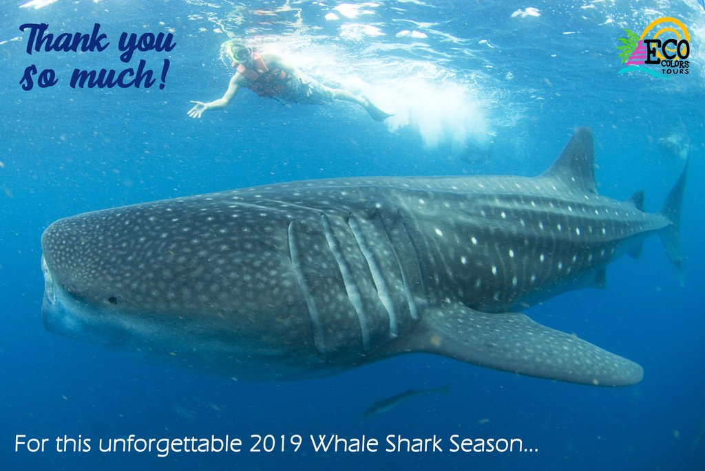 ecocolorstours's tweet photo. hank you so much to our great clients, team, guides, captains and our magnifies whale sharks 🐳 for this amazing and unforgettable 2019 Whale Shark Season... See you until 2020 🎆.
#whaleshark #ecotour #swim #animallife #ecotravel #ecolife #visitmexico #ecocolorstours https://t.co/9vUXNBA64U