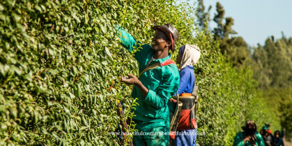 SAFruit's tweet photo. South African growers are committed to producing ethical, safe, and environmentally friendly produce in order to keep their country beautiful and to ensure the best quality fruit is produced, embracing the spirit of Good Agricultural Practises (G.A.P)
#southafricanfruit https://t.co/eeW2x47ZZk