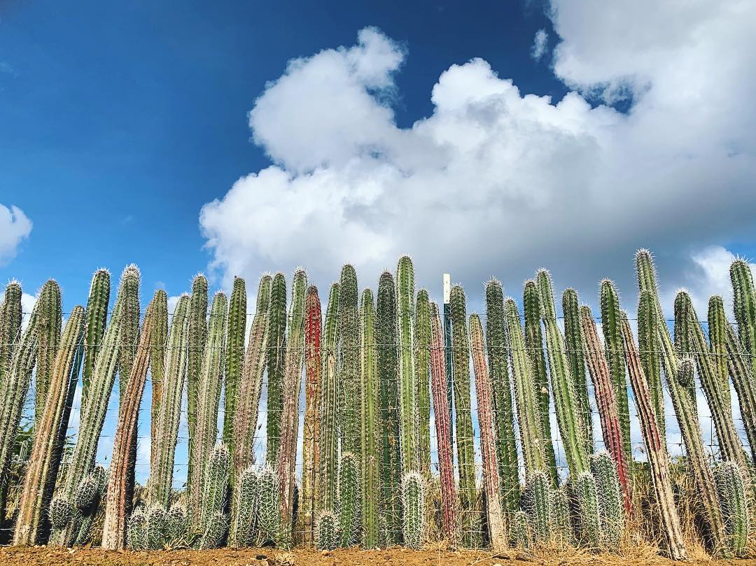 ilovebonaire_'s tweet photo. Try climbing over that fence 😉. A traditional method that builds WITH nature 🌵. #bluedestination  [📍Everywhere in Bonaire 📷:@thekaley ]
.
.
More great vids and pics on Bonaire ⬇️ https://t.co/SPidKT6k2q https://t.co/0ruvjtMUtZ
