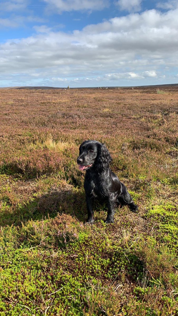 AndyCoulson6's tweet photo. Pinched Maisie from @zoesmith98 for the day and she’s been a goodun on the fell. #gundog #cockerspaniel https://t.co/FPWRrUmYGw