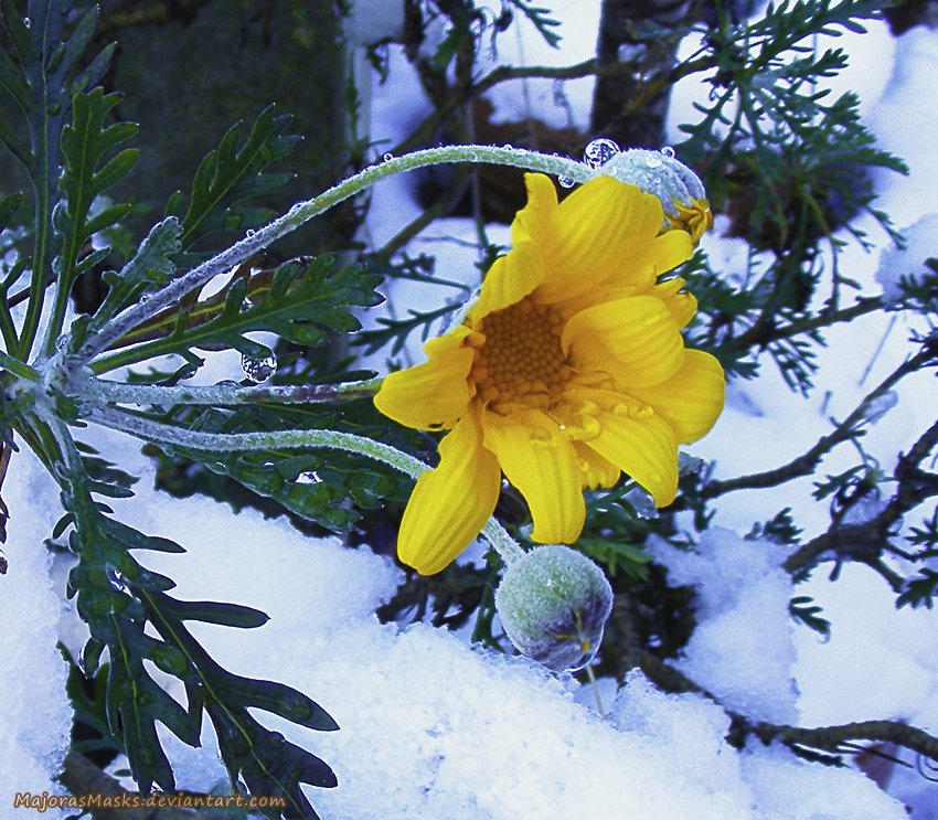 MajoraNoKamen's tweet photo. Sharing more #photos to distract myself from a certain manga...
#storksbill #yellowdaisy #carnation #carnations #magnolia #flowers #nature #naturephotography #photo #photography
https://t.co/lNIXwE8FuB | https://t.co/jKWtbMiHFT
https://t.co/7ISEEqIWd8 | https://t.co/jwedjYRZGW https://t.co/MrYcwmsUKp