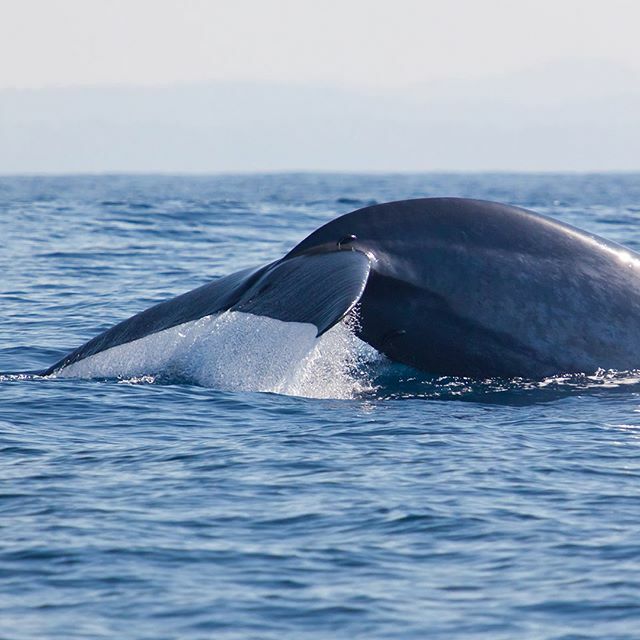 Directia_Travel's tweet photo. Ver #ballenas en plena naturaleza es una experiencia que nunca vas a olvidar 🐋⁠
⁠
Y uno de los mejores lugares del mundo para hacerlo es #Weligama, en Sri Lanka.⁠
⁠
#SriLanka #travel #Asia #trip #viajes #viajeros #instatravel #traveler #turismo #… https://t.co/JHnRMllzoB https://t.co/TH6EsGiXW1