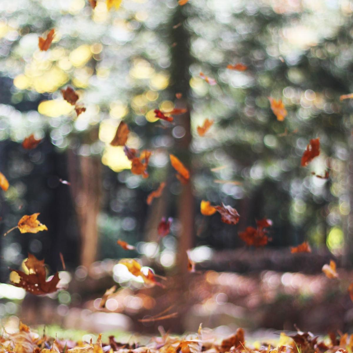 EyeDocOptometry's tweet image. Fall is almost here! What you most excited about for this change of season?