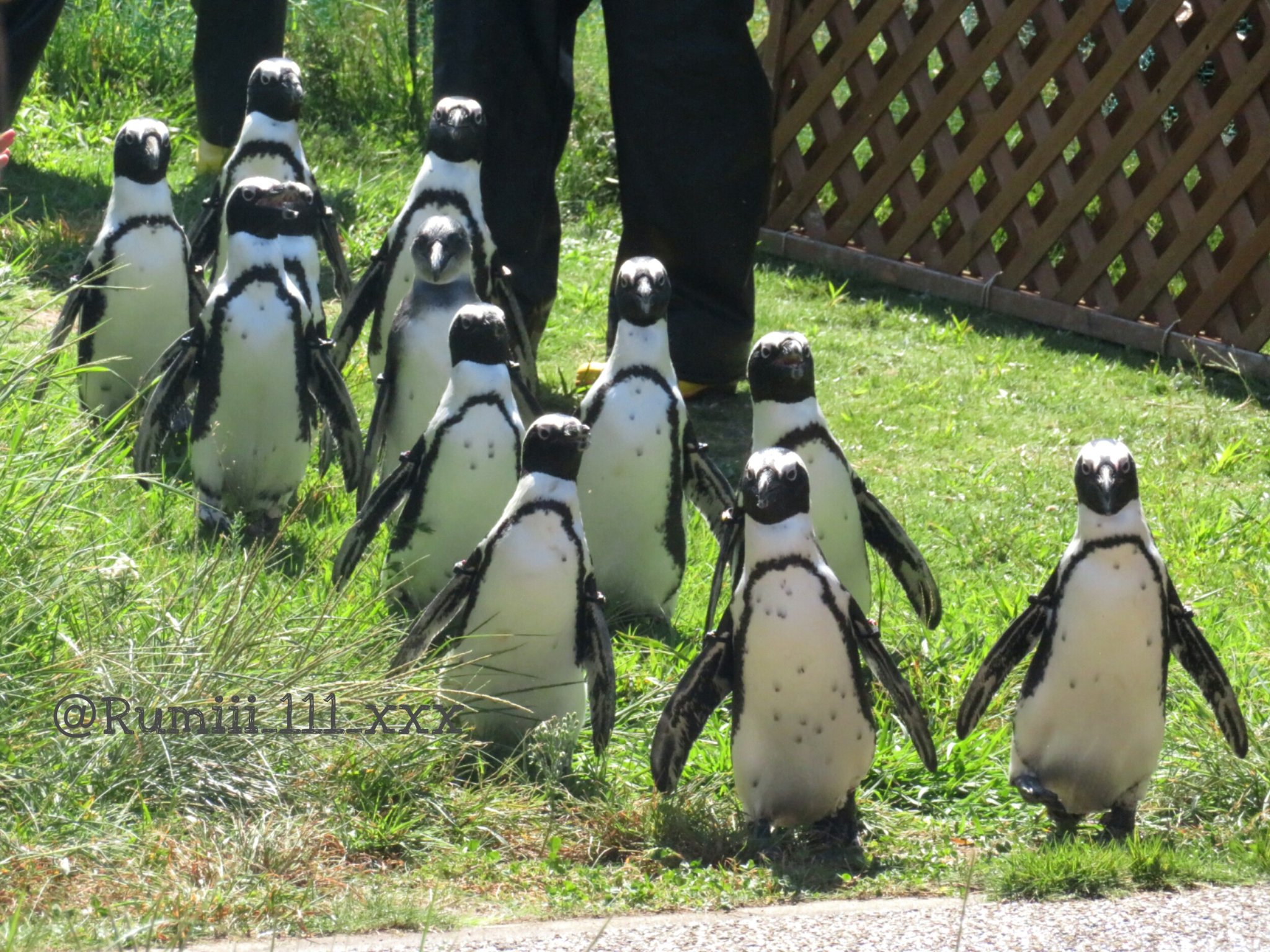 Yayൺi ペンギンよちよちウォーク かわいく整列しすぎだよ 名古屋港水族館 ケープペンギン ペンギン T Co Bof0pzg51i Twitter