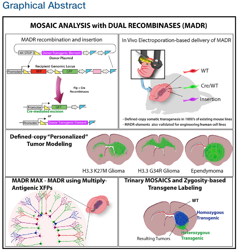 CallTallPaul's tweet photo. @BreunigLab introduced our new #transgenesis methodology #MADR in @Cell today. It was a great ~5yr collaborative effort between Bin Chen, @MarioSuva, and all of @BreunigLab. Very excited to use this tech in my thesis! #Cell #Neuroscience #phd #gradschool
https://t.co/mfcQq5Yenf https://t.co/C2X9QsSK1t