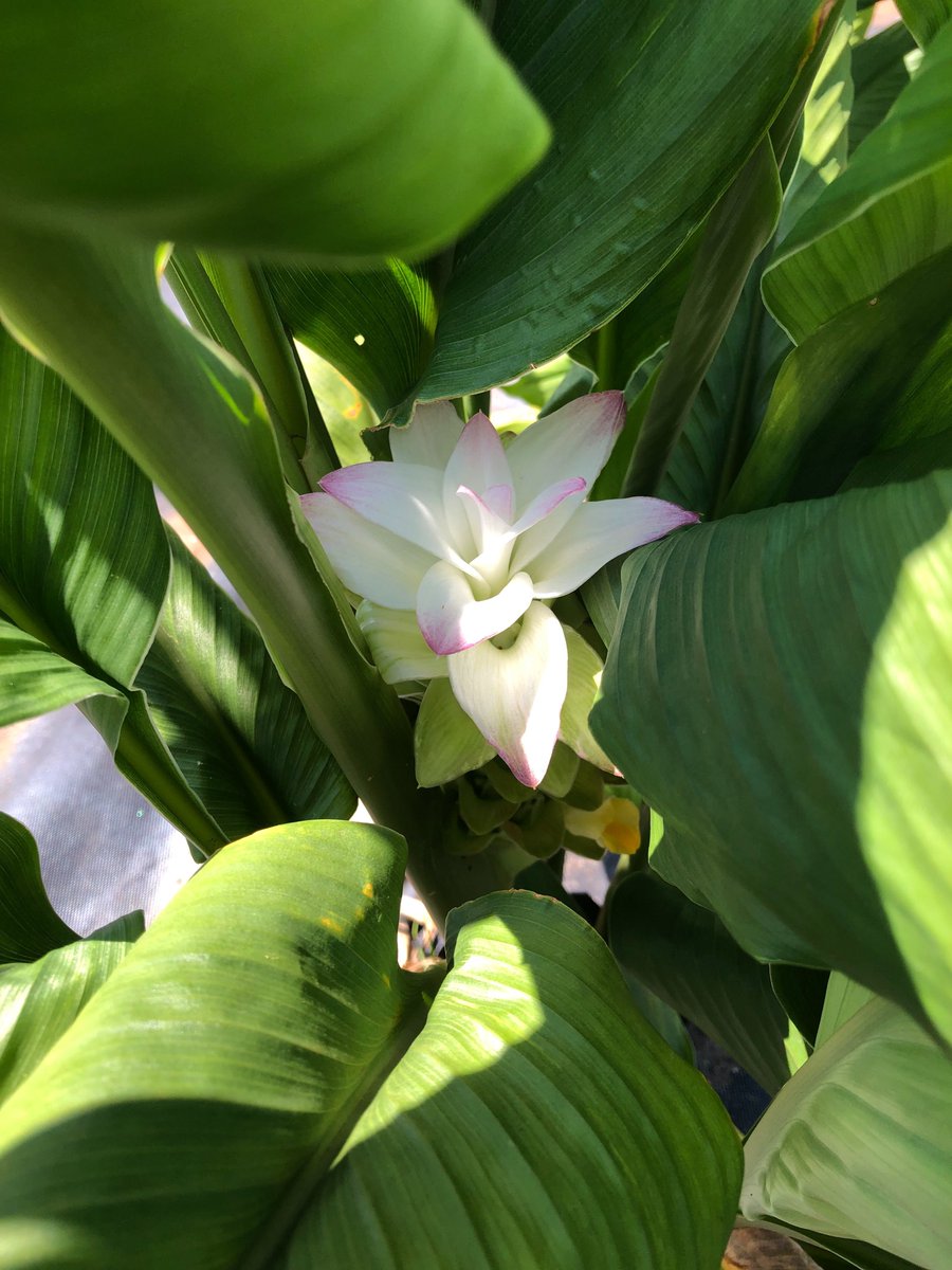 KingofCrops's tweet photo. Turmeric in bloom down on the farm! 😍 #kingofpops https://t.co/ukFkimowtu