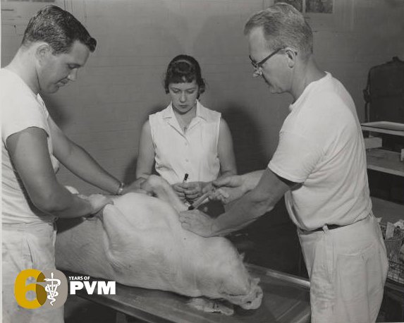 pucvm's tweet photo. #PVMHistory: Some of the first animal disease research at #PurdueVetMed addressed Hog Cholera. Research today creates vaccines to treat & prevent diseases in livestock.
#PVM60 #Purdue150 #TakeGiantLeaps #foodsafety #immunology @IndianaPork
More: https://t.co/acv4tx4Qyq https://t.co/oOsoFOTi3o