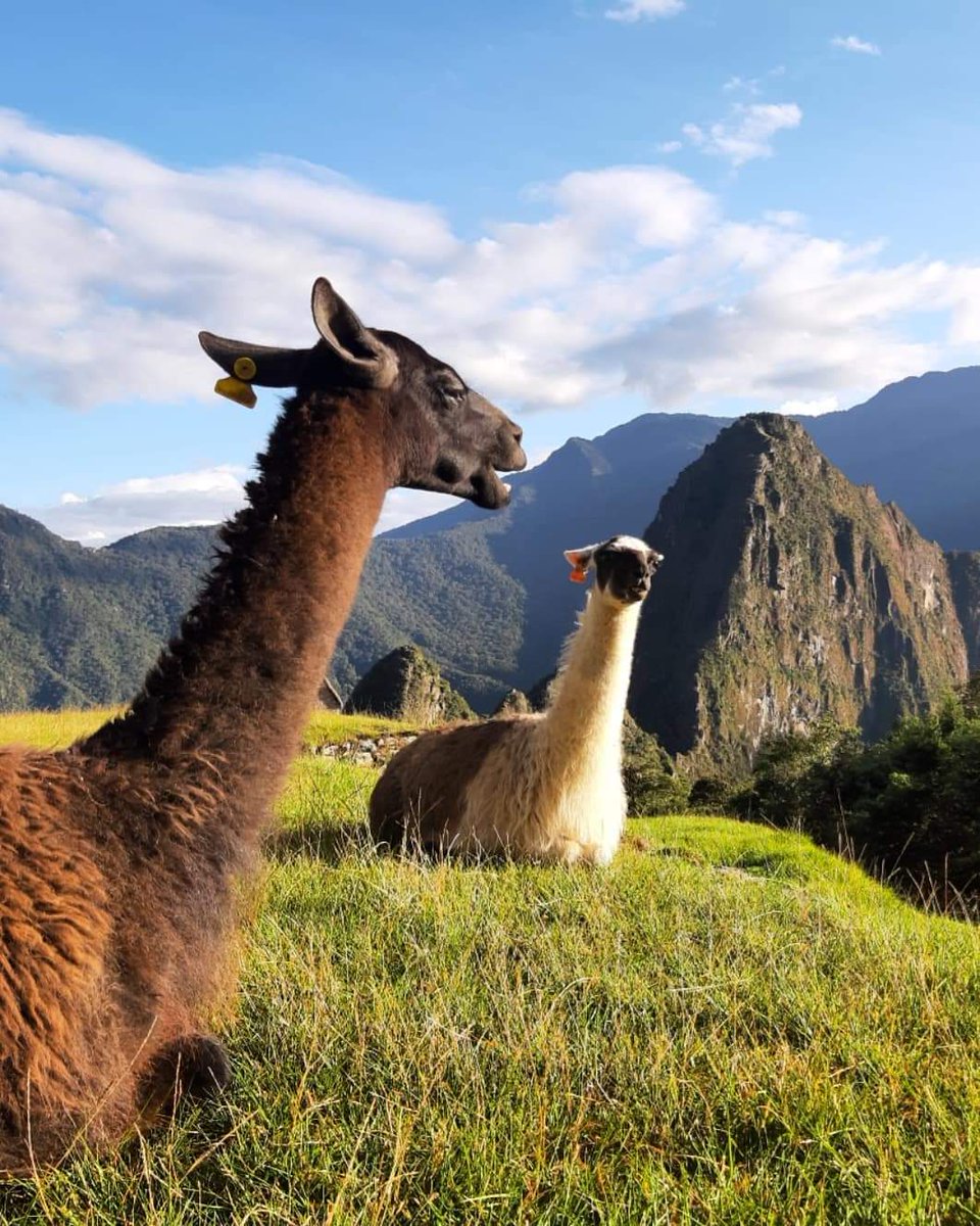 authentic_treks's tweet photo. Llamas are taking  some siesta Time In Machupicchu  #vacations #travel #Destination #adventures #cusco #machupicchu https://t.co/zIZVgS6Iye