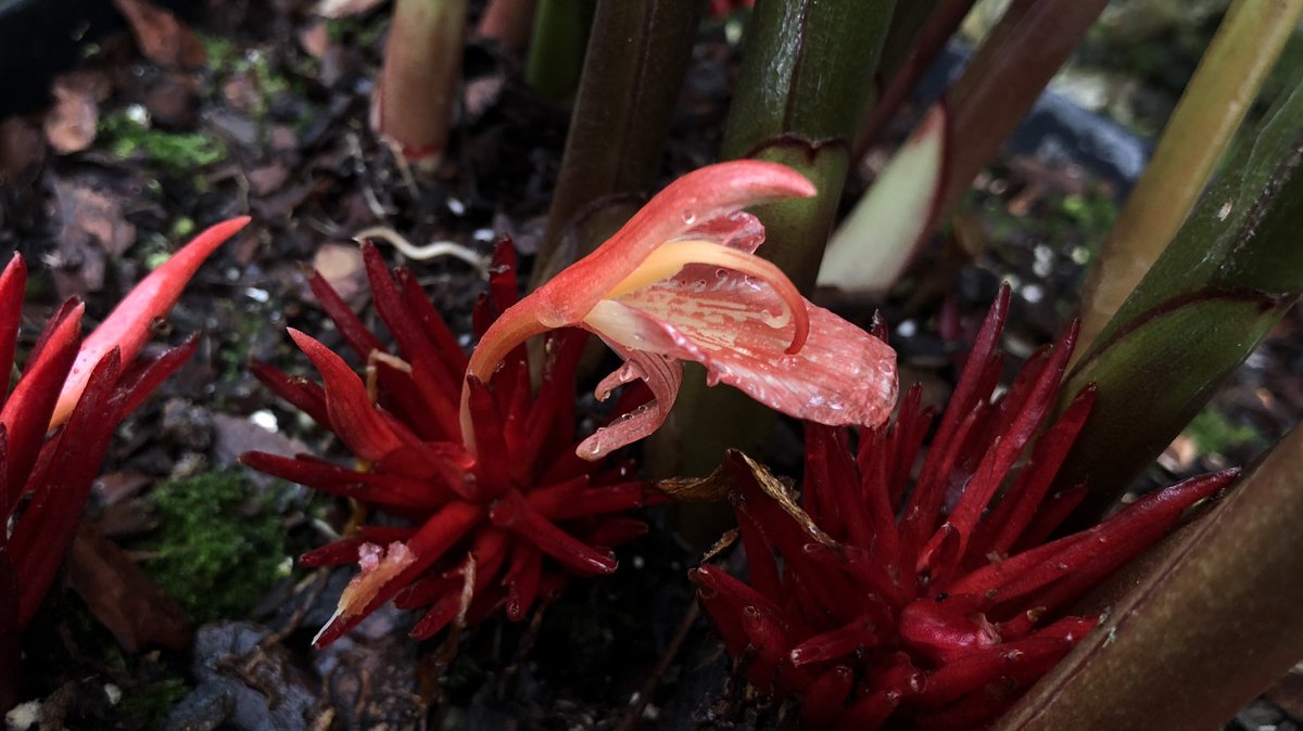 #GingerPlantOfTheWeek is Zingiber recurvatum collected by staff Mark Newman <a href="/RBGE_Science/">@RBGE_Science</a> in Thailand and flowering now in the research glasshouse <a href="/TheBotanics/">Royal Botanic Garden Edinburgh</a>, Edinburgh: data.rbge.org.uk/living/1999115…
