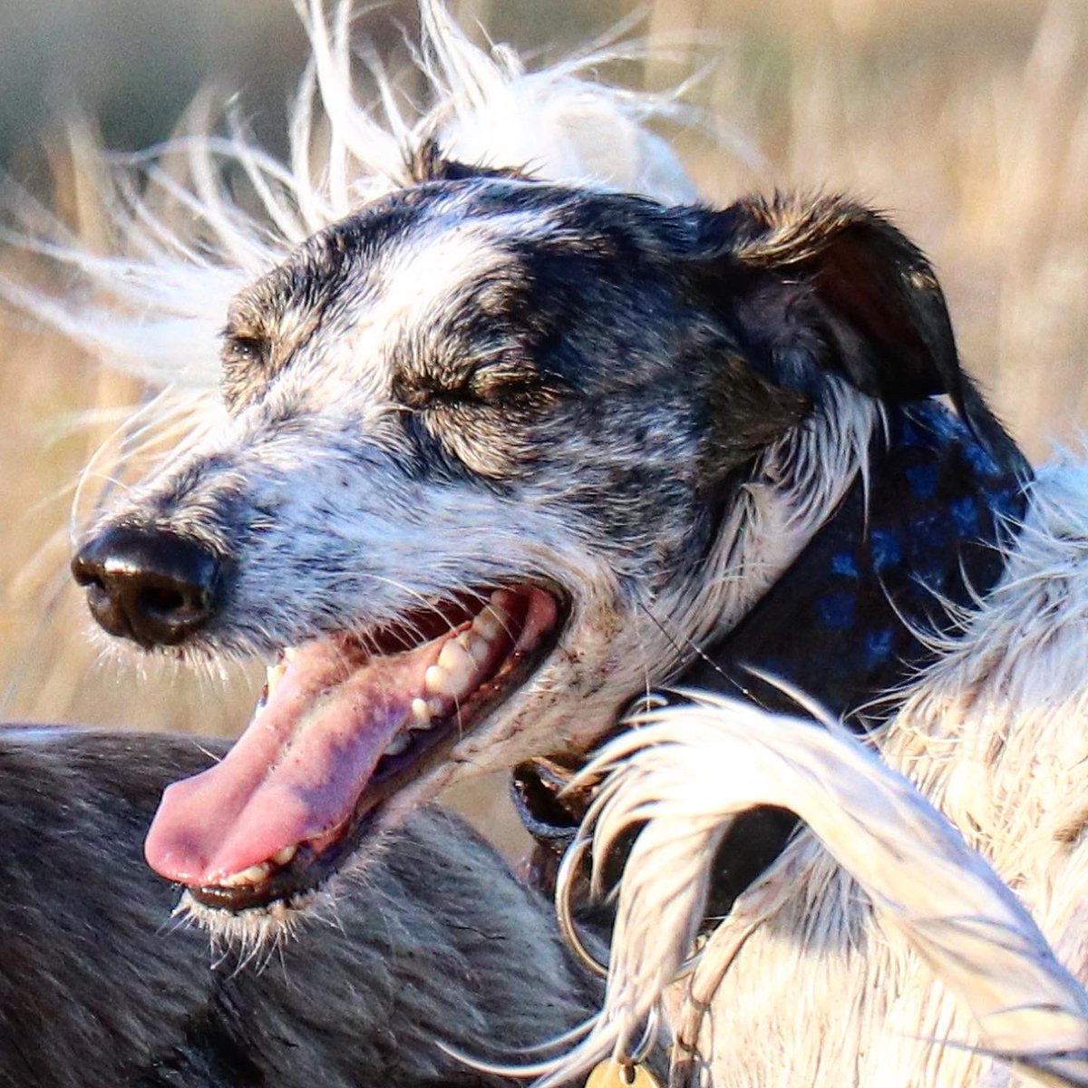 Ardmeanach's tweet photo. Even the dogs smile for the camera. @Zararugosa https://t.co/XvTIfNA7Ki