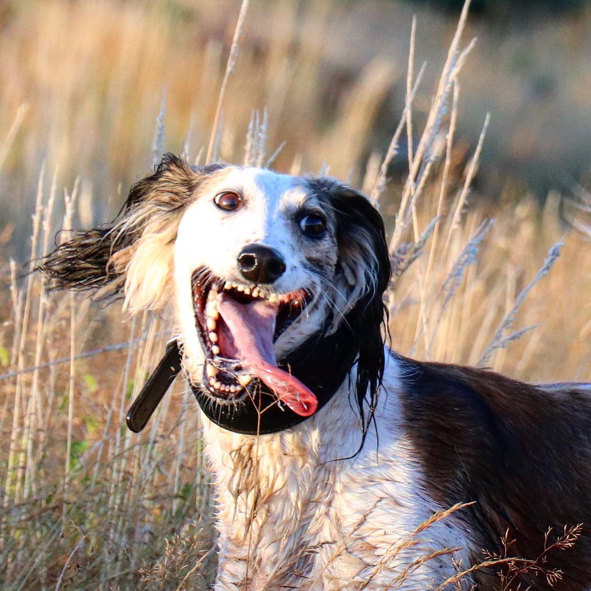 Ardmeanach's tweet photo. Even the dogs smile for the camera. @Zararugosa https://t.co/XvTIfNA7Ki