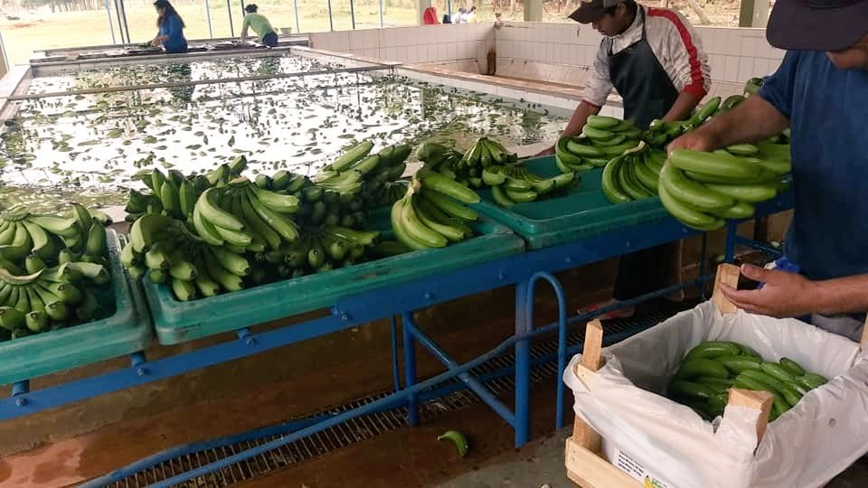 RorroGN's tweet photo. Felicitaciones a la Asociación de Bananeros de Tembiaporã por la 1ra exportación de 1050 cajas de bananas al mercado argentino, mediante el apoyo de la @ComercialMag, que reactivó el centro de clasificación, lavado y empaque de bananas para exportación. 
#ParaguayPuede https://t.co/v4UEQn2aLT