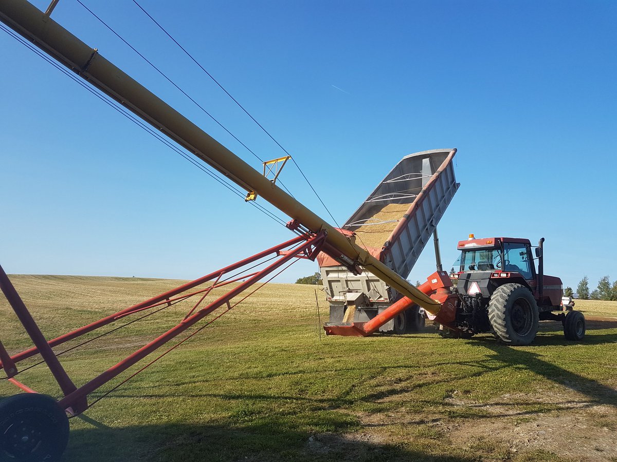 NyborgFarmsLtd's tweet photo. Certified Canmore Oats going in the bin today. https://t.co/UUV3C5N9YC