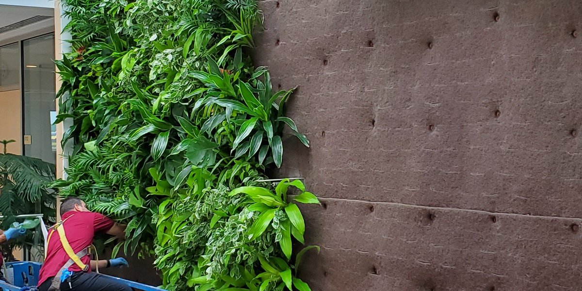 Nedlaw Living Walls tweet media