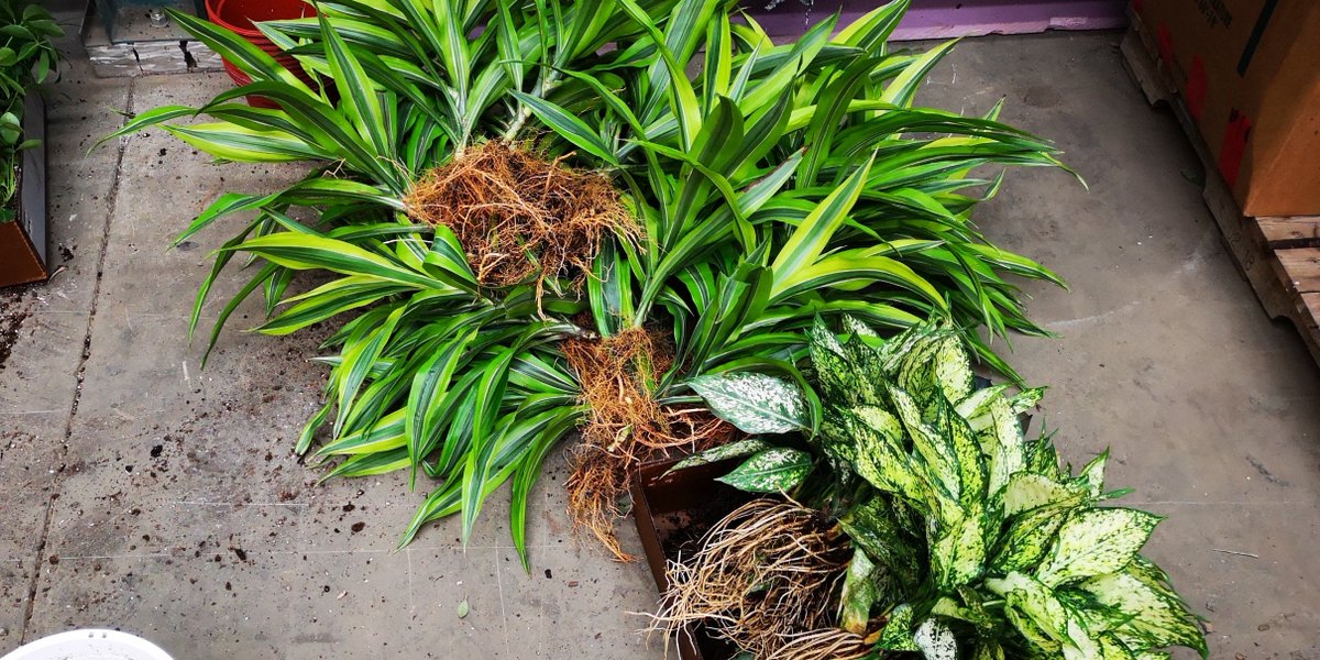 Nedlaw Living Walls tweet media