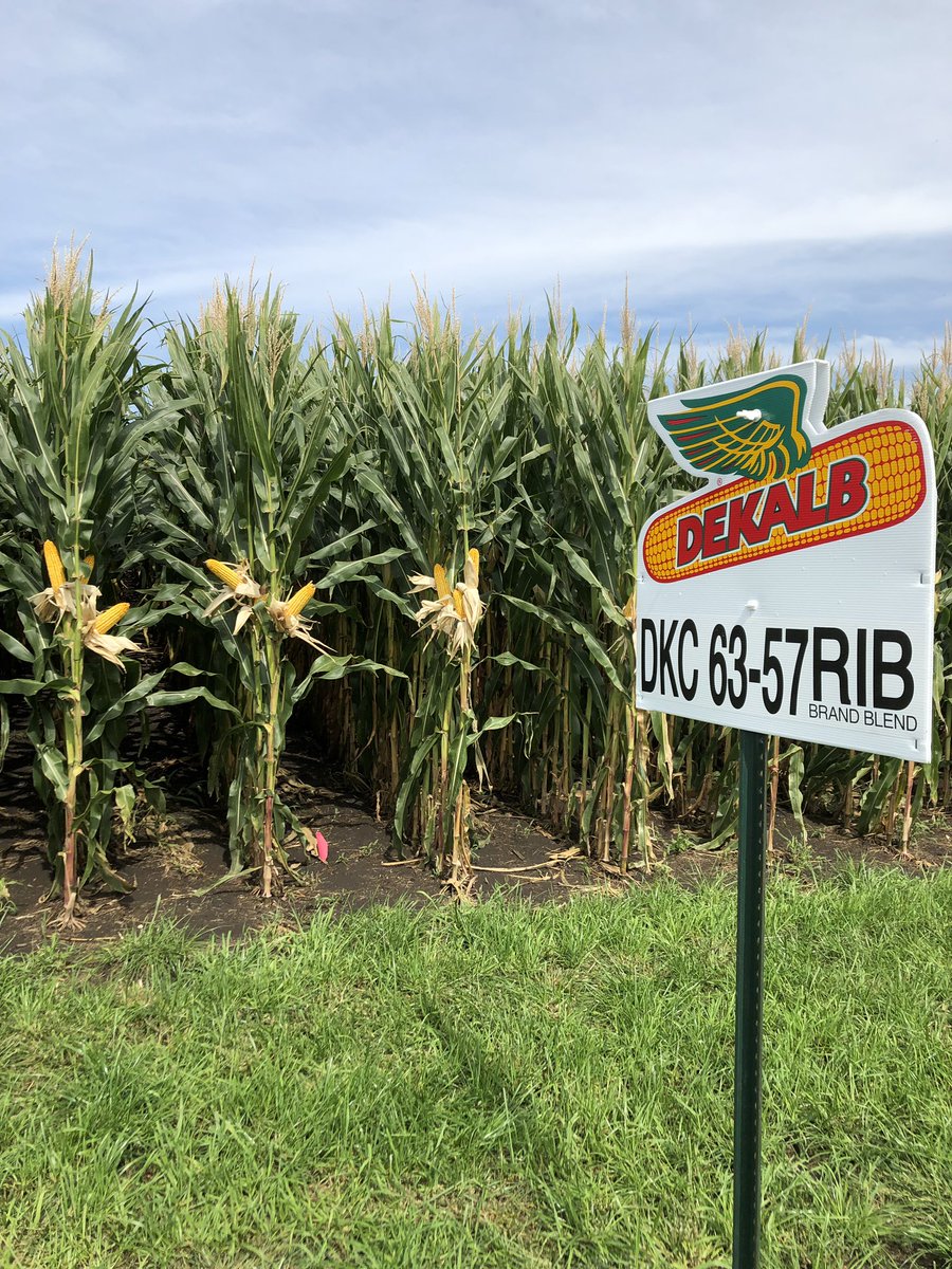 BethMarieKohler's tweet photo. DKC63-57 near Breda, IA. If you like DKC64-35 give this ones try. It has better emergence and can get going under wet feet. Great grain-fill and plant health. #workhorse #highyield #deklab #grow19 #harvest19 https://t.co/n8tzdBdIzX