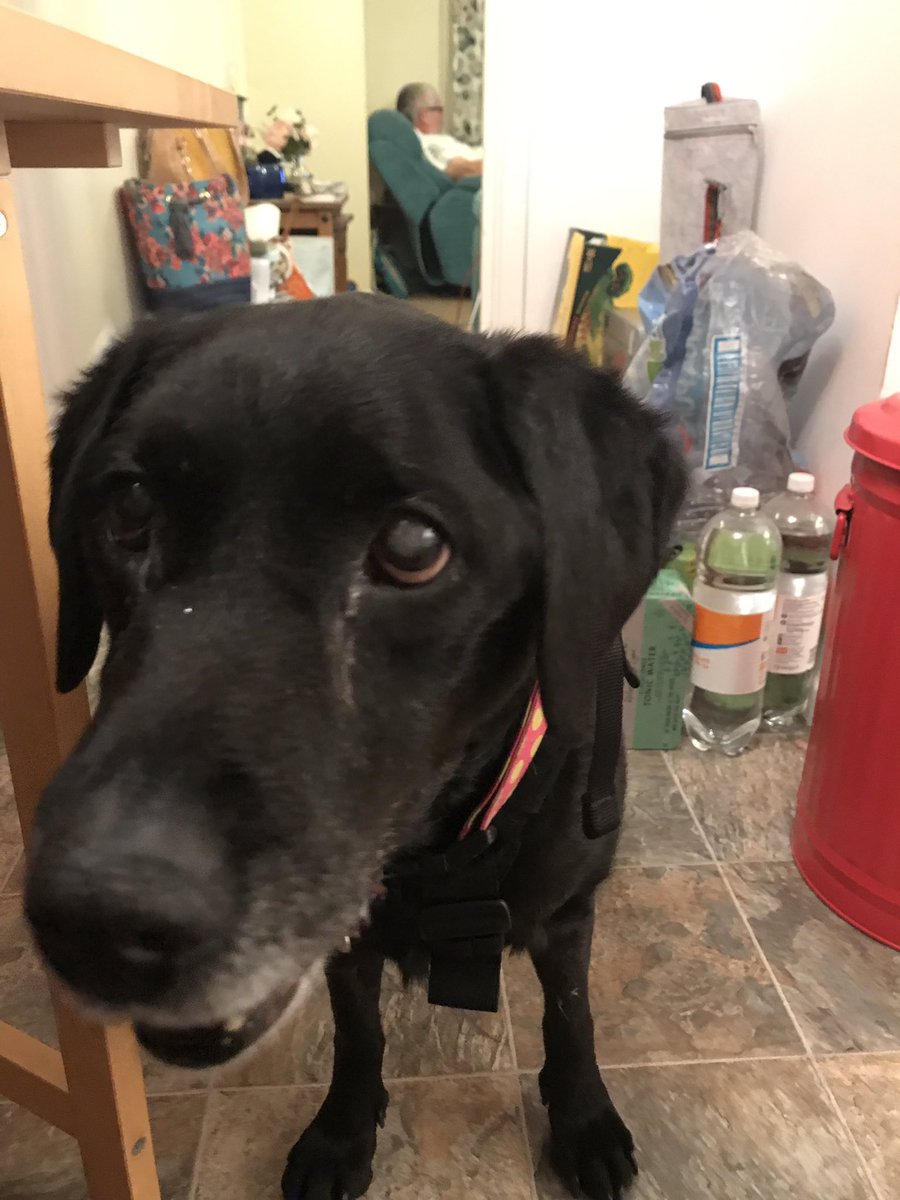 Mollie tweet media