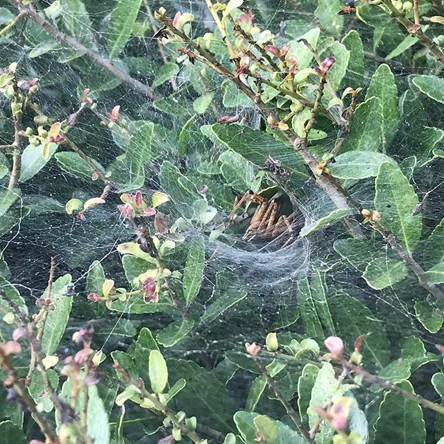 AR_Extension's tweet photo. A solitary funnelweaver spider lies in wait for a meal after weaving a web in the shrubbery at the Little Rock State Office. 🕸🕷 #funnelweaver #spider #entomology #arachnid #pestcontrol #insects #nature
Photo by Amy Cole https://t.co/mLj9HhtS8U https://t.co/2pphNAb5ti