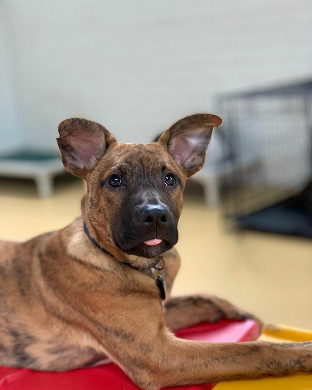 thebarkeley's tweet image. A Throw Back Thursday and a Tongues of Thursday in the same PICTURE!! WOAH 🤯
.
📸: @photography.tdvg
🐶: Max @maxwellsmart.jpeg
.
.
.
#tot #tbt #tonguesoutthursday #tonguesoutthursday👅 #throwbackthursday #throwbackthurs #throwbackthursdayyy #max #germa… ift.tt/32RyE40