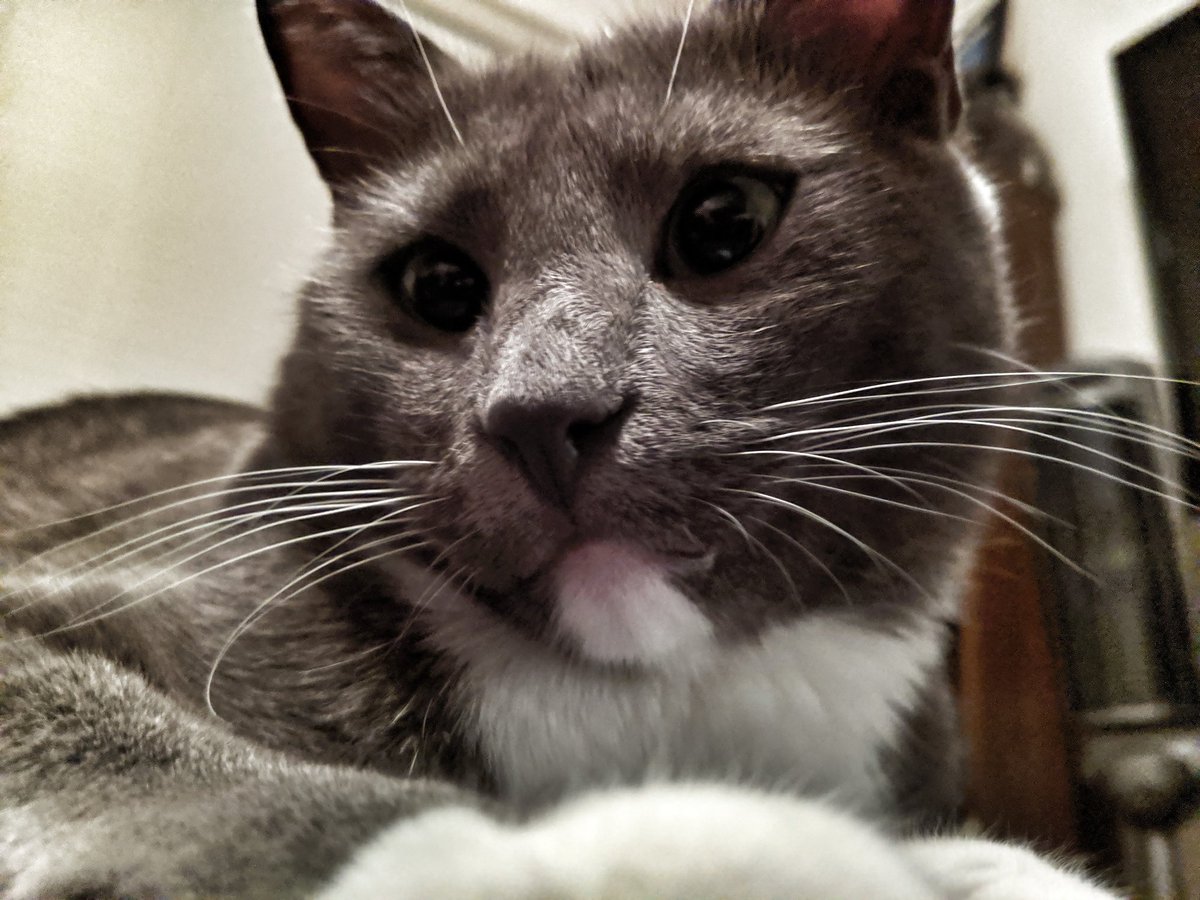 MFluffybutt's tweet photo. Feeline cute today https://t.co/yRFLyv69QD