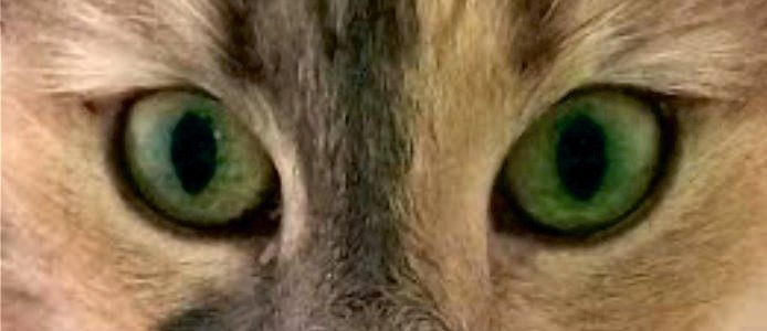 GeologistsCat's tweet photo. @MineralCup Ui 50:50 right now. I need to make some advertisement for #Zircon in #MinCup2019 . In Wikipedia I found that some #Zirkons show #chatoyance better know as โcatยดs eye effectโ. Just one more prove that everything is related to #cats. https://t.co/K6zWQZLDLj