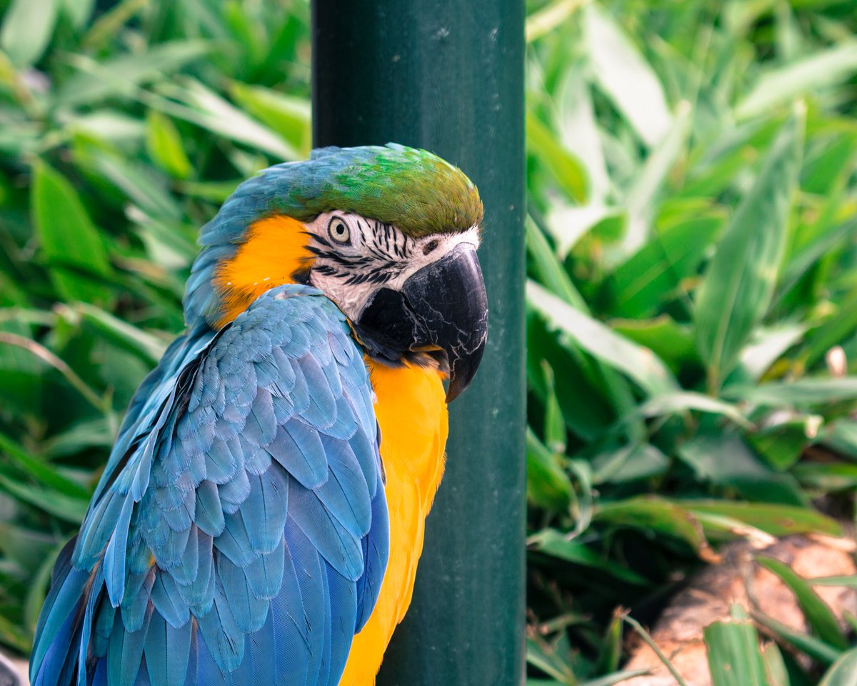 MustacheGuy93's tweet photo. So I'm back at it! 

#photographer #PhotographyIsArt #Parrot https://t.co/eNNPNHKpeZ