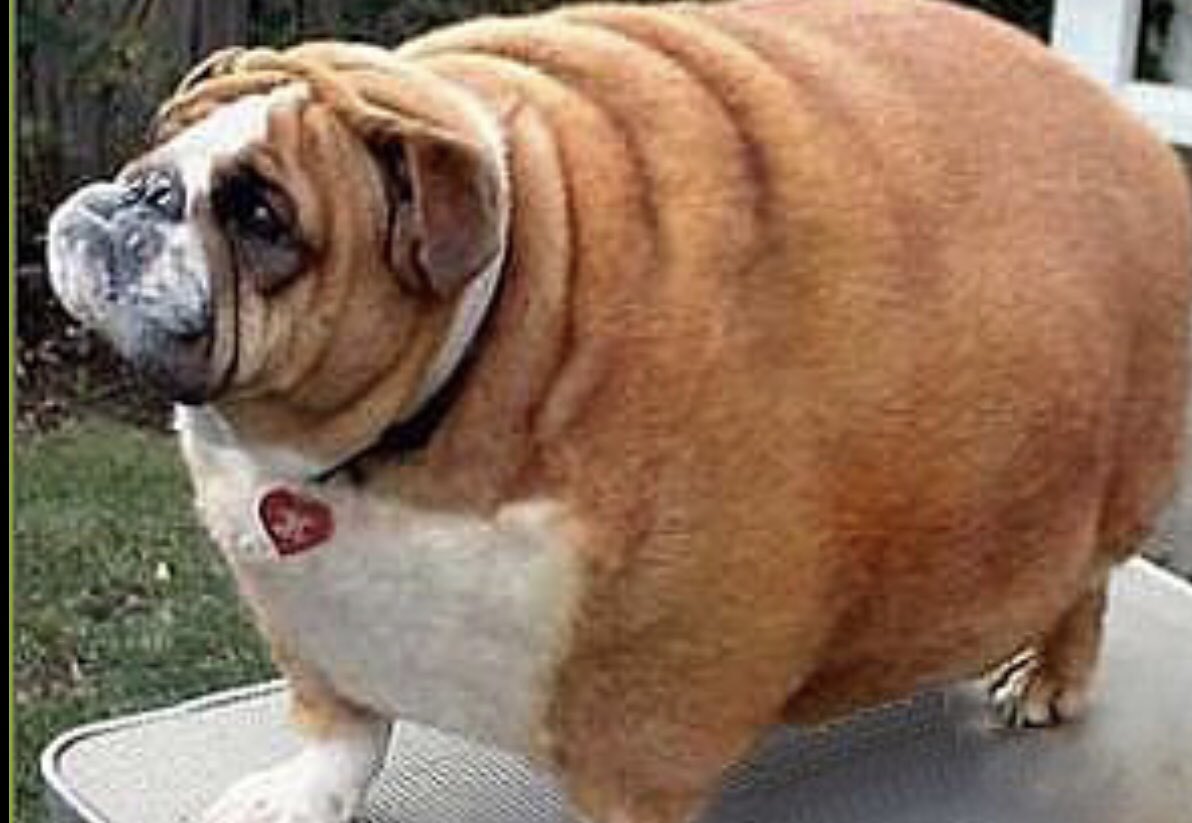 DrSeanOMara's tweet photo. Testicles, Exercise, Appetite and Obesity explored between dogs and their owners. Healthy testicles, sprinting, food discipline and optimizing your microbiome all worthy pursuits. https://t.co/i63eyI0xov #AdvancingNutritionalScience #aging #Alphas #performance #OPTIMIZETALENT https://t.co/K0eOWqvcGD