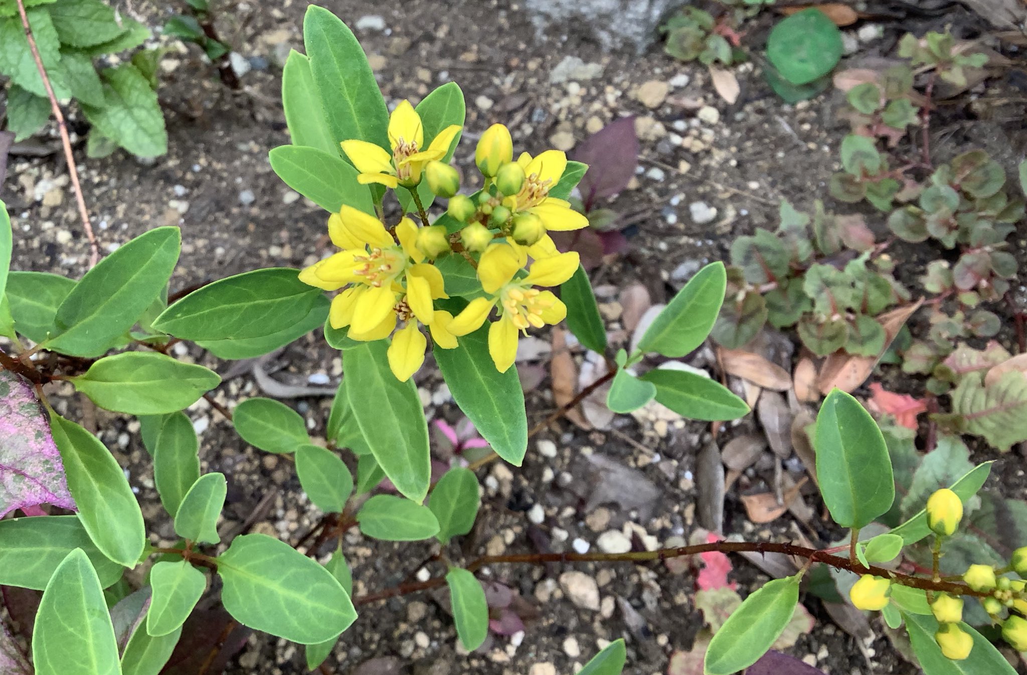 みゆ Christ キントラノオ 金虎の尾 コウシュンカズラ 恒春蔓 という蔓性の植物が これとそっくり キントラノオは立性 店ではキントラノオをコウシュンカズラという名前で売っていることが多いらしい 恒春蔓の方が素敵だから 綺麗な黄色 葉の色も